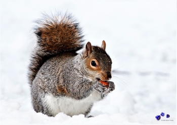 A3 Ringbindung von 12 Qualittsdrucken Tiere im Winter bitte anklicken !