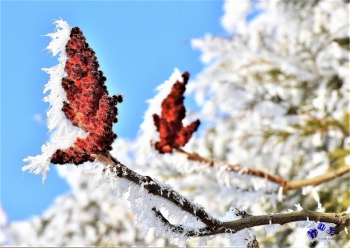 Winterzauber 6 - Sonderdruck im A3 Format