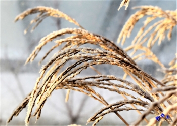 Winterzauber 10 - Sonderdruck im A3 Format