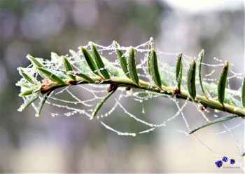 Winterzauber 11 - Sonderdruck im A3 Format