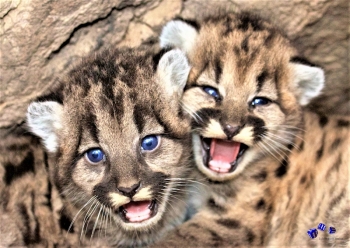 Katzen 1 - Sonderdruck im A3 Format