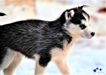 Hunde im Winter 5 - Sonderdruck im A3 Format