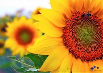 A3 Ringbindung von 12 Qualittsdrucken Sonnenblumen bitte anklicken !