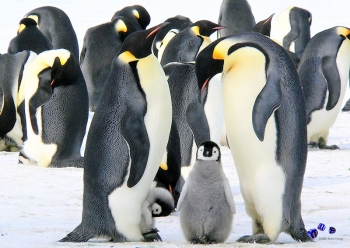 A3 Ringbindung von 12 Qualittsdrucken Pinguine bitte anklicken !