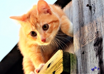 A3 Ringbindung von 12 Qualit�tsdrucken Katzen bitte anklicken !