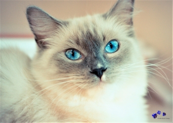 A3 Ringbindung von 12 Qualit�tsdrucken Katzen bitte anklicken !