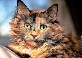 A3 Ringbindung von 12 Qualit�tsdrucken Katzen bitte anklicken !