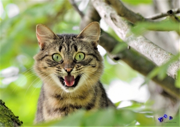 A3 Ringbindung von 12 Qualit�tsdrucken Katzen bitte anklicken !