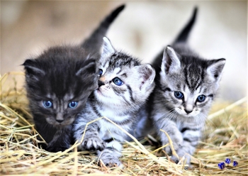 A3 Ringbindung von 12 Qualit�tsdrucken Katzen bitte anklicken !