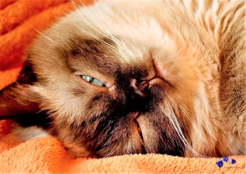 A3 Ringbindung von 12 Qualit�tsdrucken Katzen bitte anklicken !