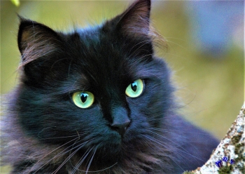 A3 Ringbindung von 12 Qualit�tsdrucken Katzen bitte anklicken !