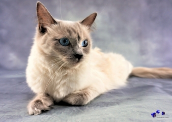 A3 Ringbindung von 12 Qualit�tsdrucken Katzen bitte anklicken !