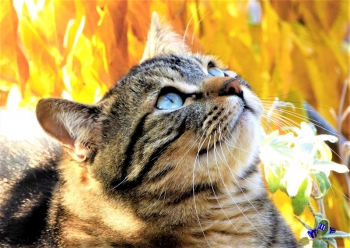 A3 Ringbindung von 12 Qualit�tsdrucken Katzen bitte anklicken !