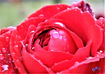 A3 Ringbindung von 12 Qualittsdrucken Rosen bitte anklicken !
