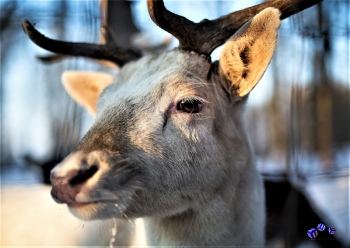 Weihnachten 10 - Sonderdruck im A3 Format