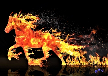 Feuerpferd - Sonderdruck im A3 Format