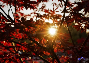 Abendsonne 4 - Sonderdruck im A3 Format