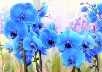 Orchideen 2 - Sonderdruck im A3 Format