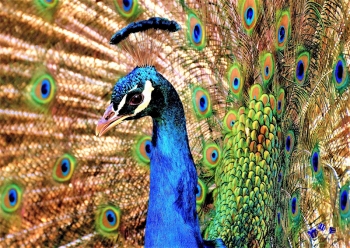 Vogel 10 - Sonderdruck im A3 Format