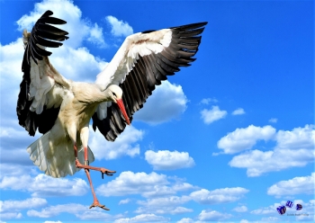 Vogel 3 - Sonderdruck im A3 Format