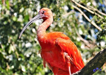 Vogel 5 - Sonderdruck im A3 Format