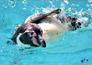 Pinguin 6 - Sonderdruck im A3 Format