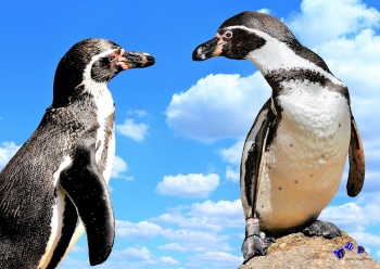 Pinguin 5 - Sonderdruck im A3 Format