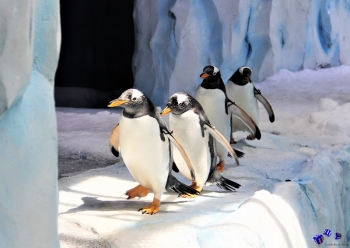 Pinguin 7 - Sonderdruck im A3 Format