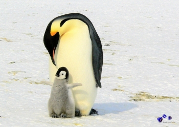 Pinguin 3 - Sonderdruck im A3 Format