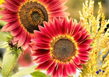 Sonnenblume 4 - Sonderdruck im A3 Format