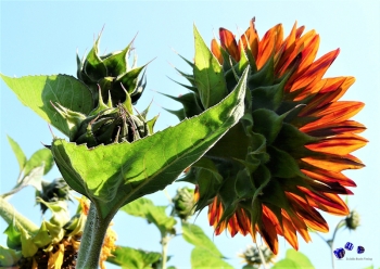 Sonnenblume 7 - Sonderdruck im A3 Format