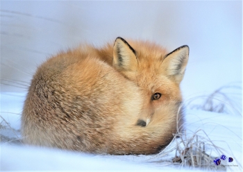 Tiere im Winter 10 - Sonderdruck im A3 Format