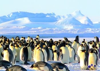 Tiere im Winter 12 - Sonderdruck im A3 Format