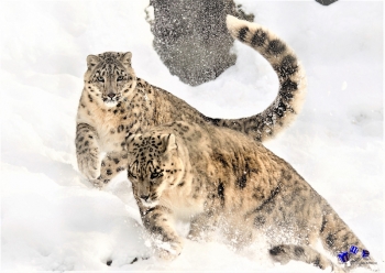 Tiere im Winter 7 - Sonderdruck im A3 Format