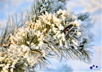 Winterzauber 4 - Sonderdruck im A3 Format