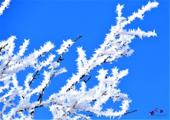 Winterzauber 12 - Sonderdruck im A3 Format