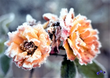 Winterzauber 9 - Sonderdruck im A3 Format