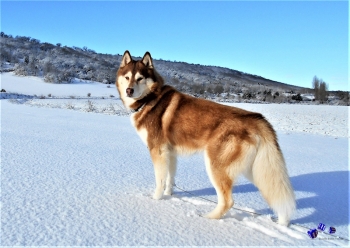 Hunde im Winter 9 - Sonderdruck im A3 Format