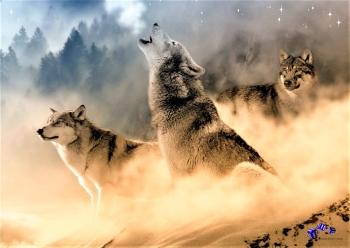 Hunde im Winter 3 - Sonderdruck im A3 Format